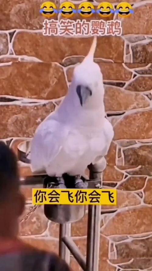 开心搞笑视频热点爆料,笑料百出!最新开心搞笑视频热点盘点 第1张 开心搞笑视频热点爆料,笑料百出!最新开心搞笑视频热点盘点 第1张